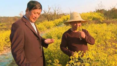 平湖乡苏家山村：发展药旅融合 助力乡村振兴
