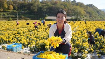【楚商回乡 建功支点】“菊花姐姐”彭秋华：一朵菊花富乡梓 科技赋能振兴路