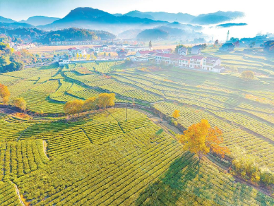 “i黄冈”平台“茶园好帮手” 让英山茶农乐开怀