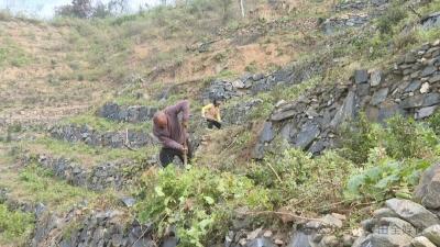 罗田县裕康林牧专业合作社：茶园冬管不松劲 夯实基础促增收