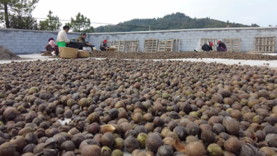 四望镇：油茶采摘正当时 满山金果富农家