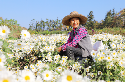 黄土岗镇：菊花香里说丰年