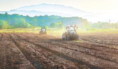 油菜年产量超300万吨创新高