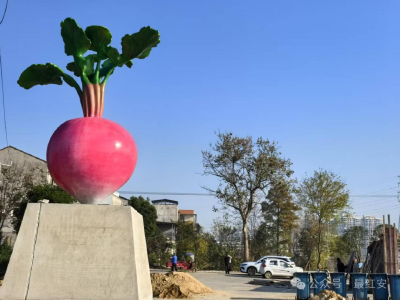 红安最大的萝卜，来了！