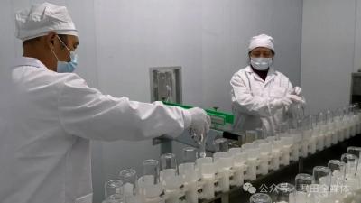 从甜柿到柿子醋：罗田甜柿实现从“鲜果售卖”到“价值跃升”