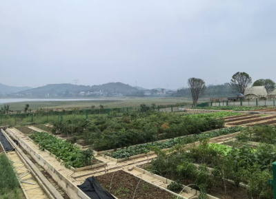 点“土”成“金”记——咸安农村集体经济发展观察