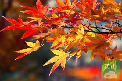 英山桃花冲的枫叶红了，你去打卡了吗？