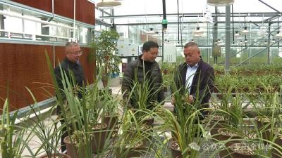 从一株草到一条链 罗田兰花产业香飘致富路