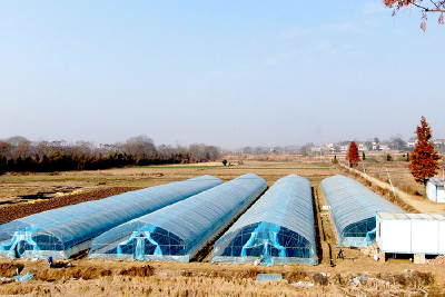 浠水乡村振兴“连环计”：产业生金 环境焕新 文化铸魂