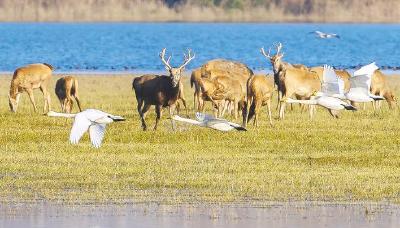 从诺亚方舟到东方乐园 ——4位亲历者见证中国麋鹿保护的世界传奇