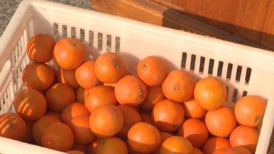 从滞销到畅销 大法寺果冻橙搭上电商快车