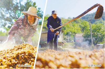 麻城古村父子坚守传统技艺 “吊酒”香飘乡村振兴路