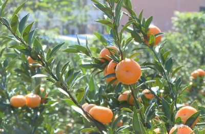 荒山结“金果” 蜜橘甜到心
