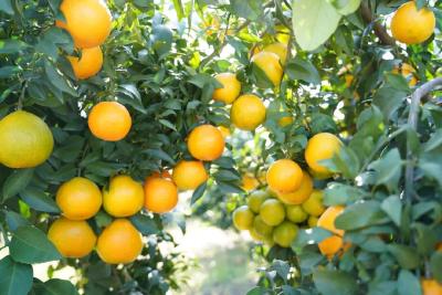 黄州绘就和美乡村新画卷