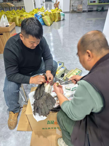 黄州区救助一只受伤的国家一级重点保护动物——黑鹳