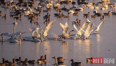 “千里相约，大美黄梅”龙感湖湿地候鸟全国摄影大赛火热进行，全国各地摄影师送祝福
