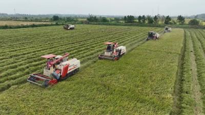 乡村振兴“景靓民欢”，武穴以初心绘就和美画卷