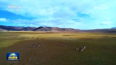 “十四五”期间我国野生植物保护取得重要进展