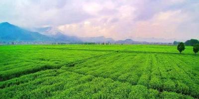 蕲艾品牌价值实现十连升 位居全国中药材地理标志品牌榜首