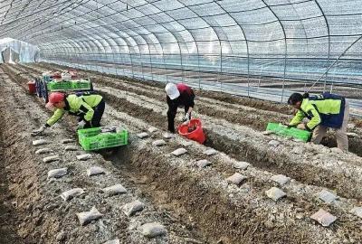 大金镇：小小羊肚菌，撑起乡亲们的“致富伞”