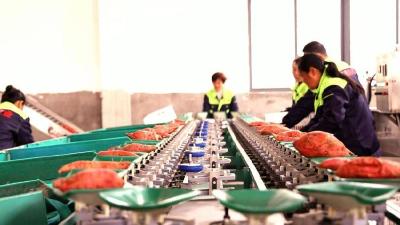 红安“中彩”动能澎湃 助力“三产融合”