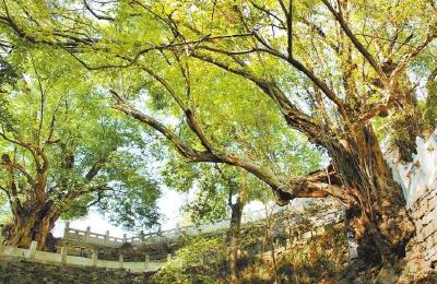 古树“活”了 乡村“火”了 ——罗田县活化古树资源赋能乡村振兴