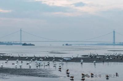 罗霍洲的冬日风景：天鹅、沙滩与安静的守护