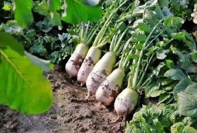 六年磨一剑 喜提“国字号” ——黄州区地理标志证明商标实现零的突破