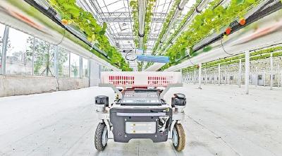 当阳：机器人上岗采摘草莓