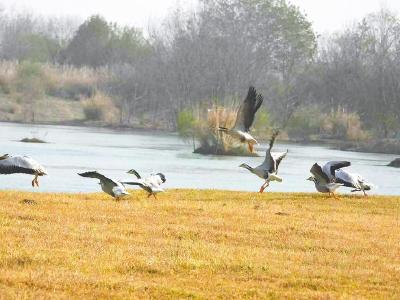 越过喜马拉雅山脉的“高原精灵”现身襄阳 斑头雁飞来汉江开辟新迁徙路线