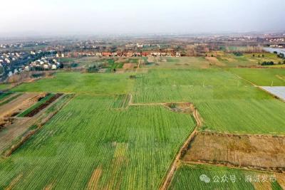 铁门岗乡：三村合作 “蔬”写富民产业美好“钱”景