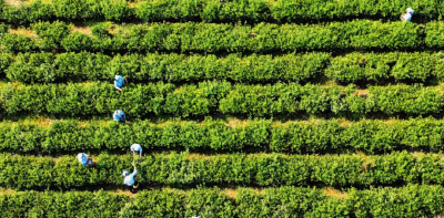 新华每日电讯丨“闻”见大别山茶香