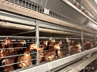 麻城：“一只鸡”孵出“一条链”