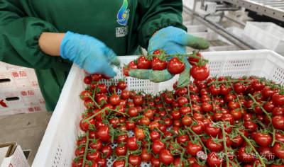 不是车厘子买不起，麻城绿港小番茄更有性价比！