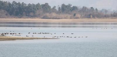蕲春赤龙湖国家湿地公园越冬珍稀鸟类种群数量稳中有升