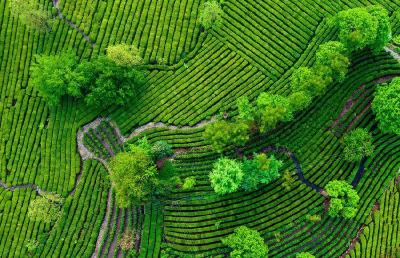 麻城一片叶子“接二连三”涨价的背后：传统产业也催生新质生产力
