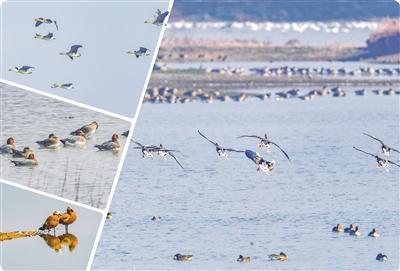 湿地频现万鸟翔集 湖北越冬水鸟数量创新高
