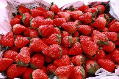 甜透冬日！英山柳林河草莓迎来采摘季