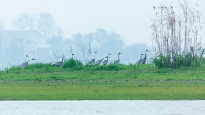  湿地“吞吐”二氧化碳有了新算法
