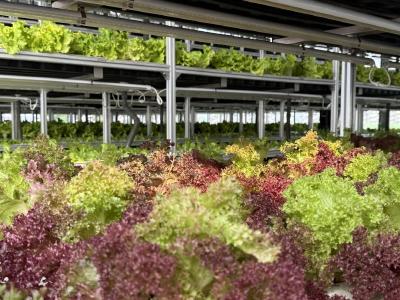 黄州绘就农业振兴新图景