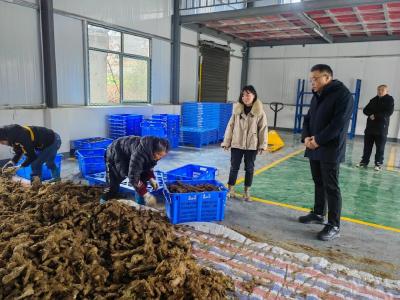 从“土特产”到“金招牌”！梅川镇同心村锻造山药产业新引擎 