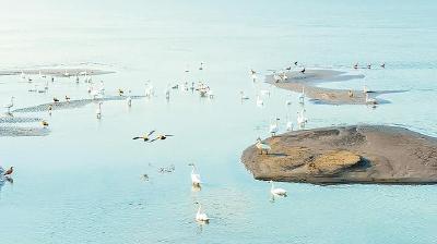 候鸟“打卡”鄂州江心洲