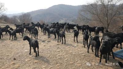 七羊开泰！麻城一枚芯片“生”出七只羊