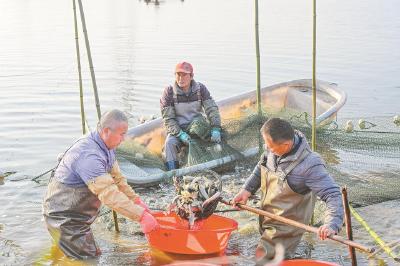 河湖奏响“鱼苗曲”，水产养殖“丰”景正好