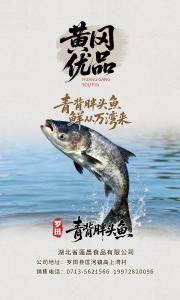 黄冈优品丨青背胖头鱼