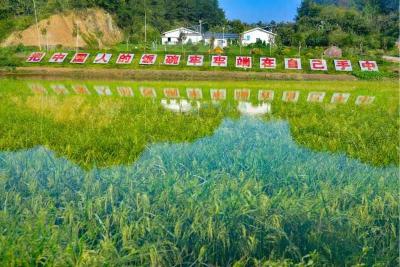 新春走基层 | 珞红优1564种子为何被抢购？——湖北自主水稻良种引爆春耕市场的深层观察