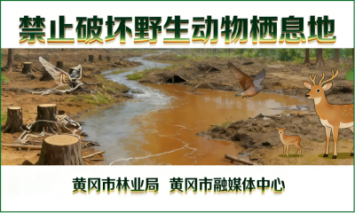 黄冈市野生保护动物宣传系列海报（四）