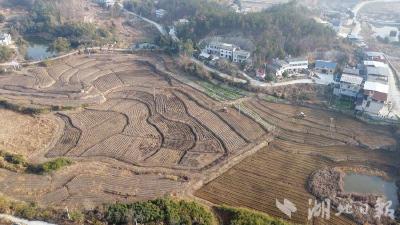 一株艾草的“前世今生”：从田埂重生到百亿富民产业