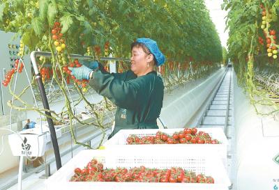 科技赋能育佳果