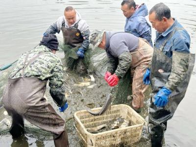 一塘鱼，百家欢——黄州区陈策楼镇“共享鱼塘”捞起幸福年味